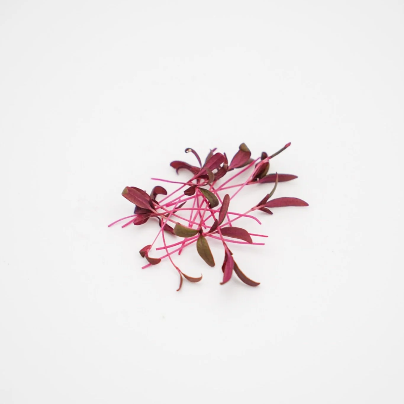 AMARANTE
Betterave douce.