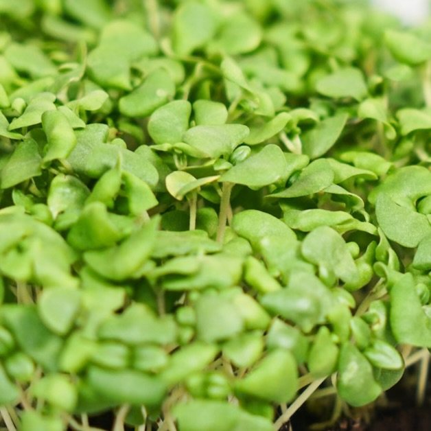 BASILIC CITRON
Basilic, dynamique et citronn&eacute;.