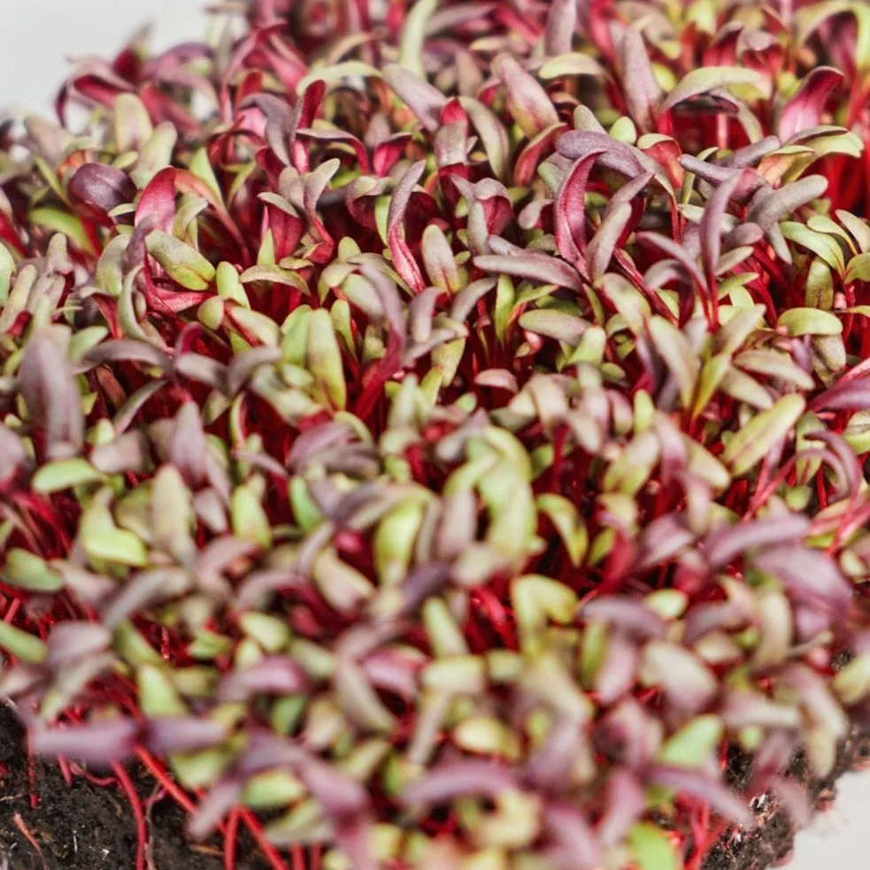 BETTERAVE
Betterave, blette.