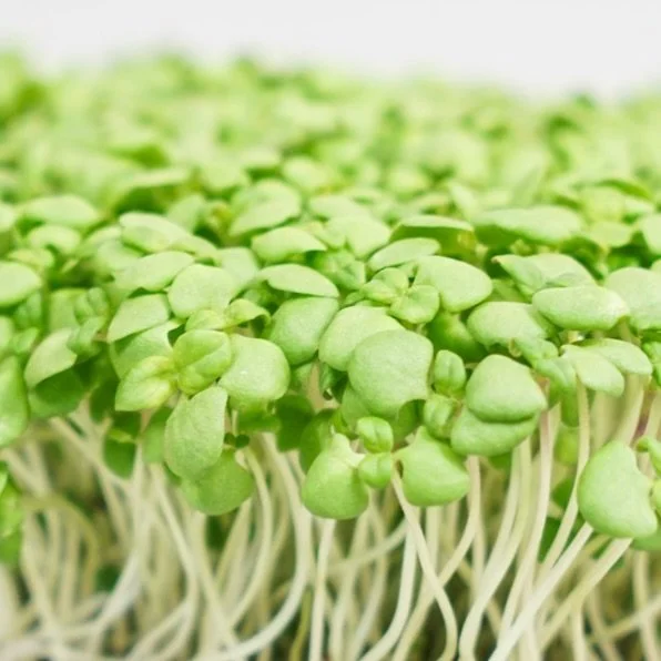 BASILIC THA&Iuml;
Basilic, anis, ph&ocirc;.