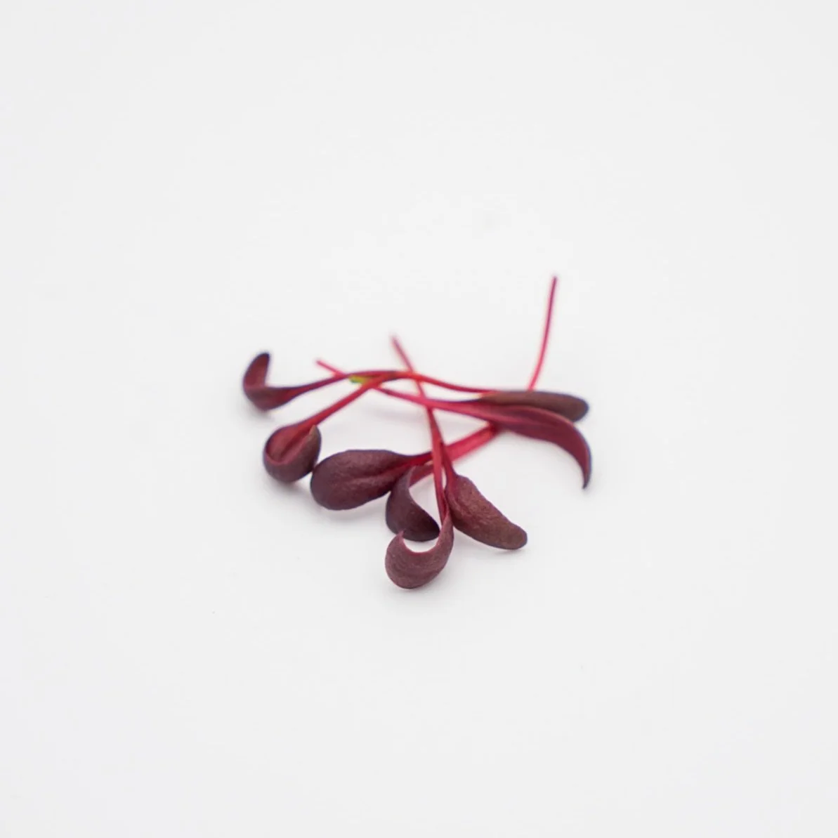 BETTERAVE
Betterave, blette.