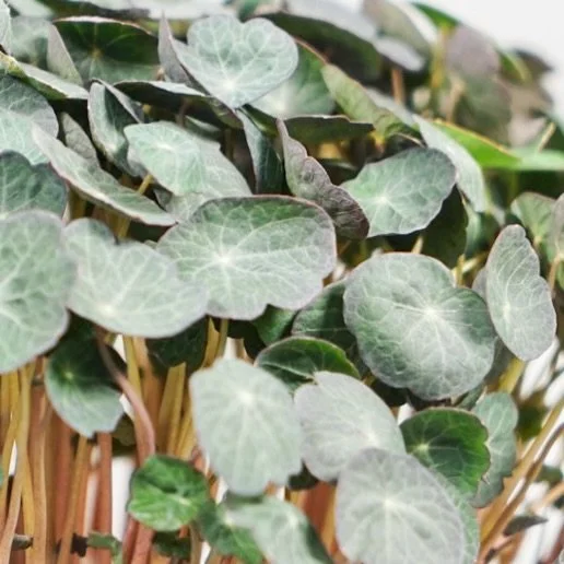 CAPUCINE
Raifort, poivr&eacute;, relev&eacute;