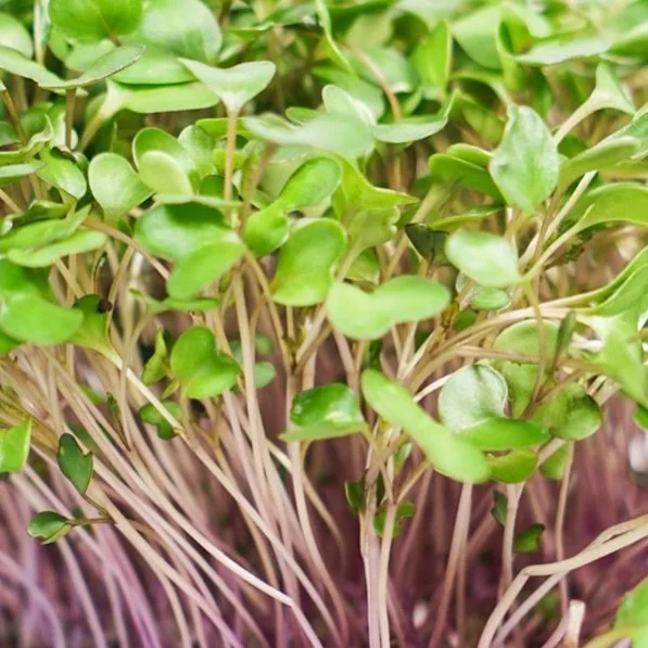 CHOUX ROUGE
Go&ucirc;t d&eacute;licat de choux