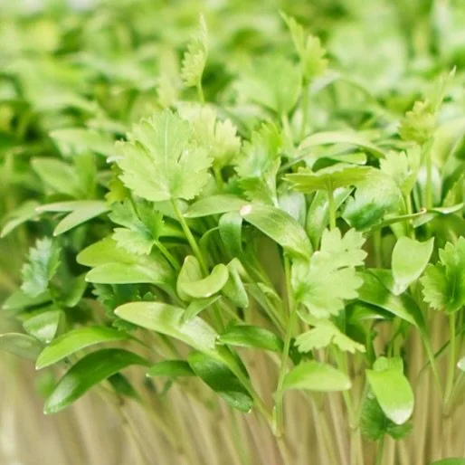 CORIANDRE
Agrume, coriandre