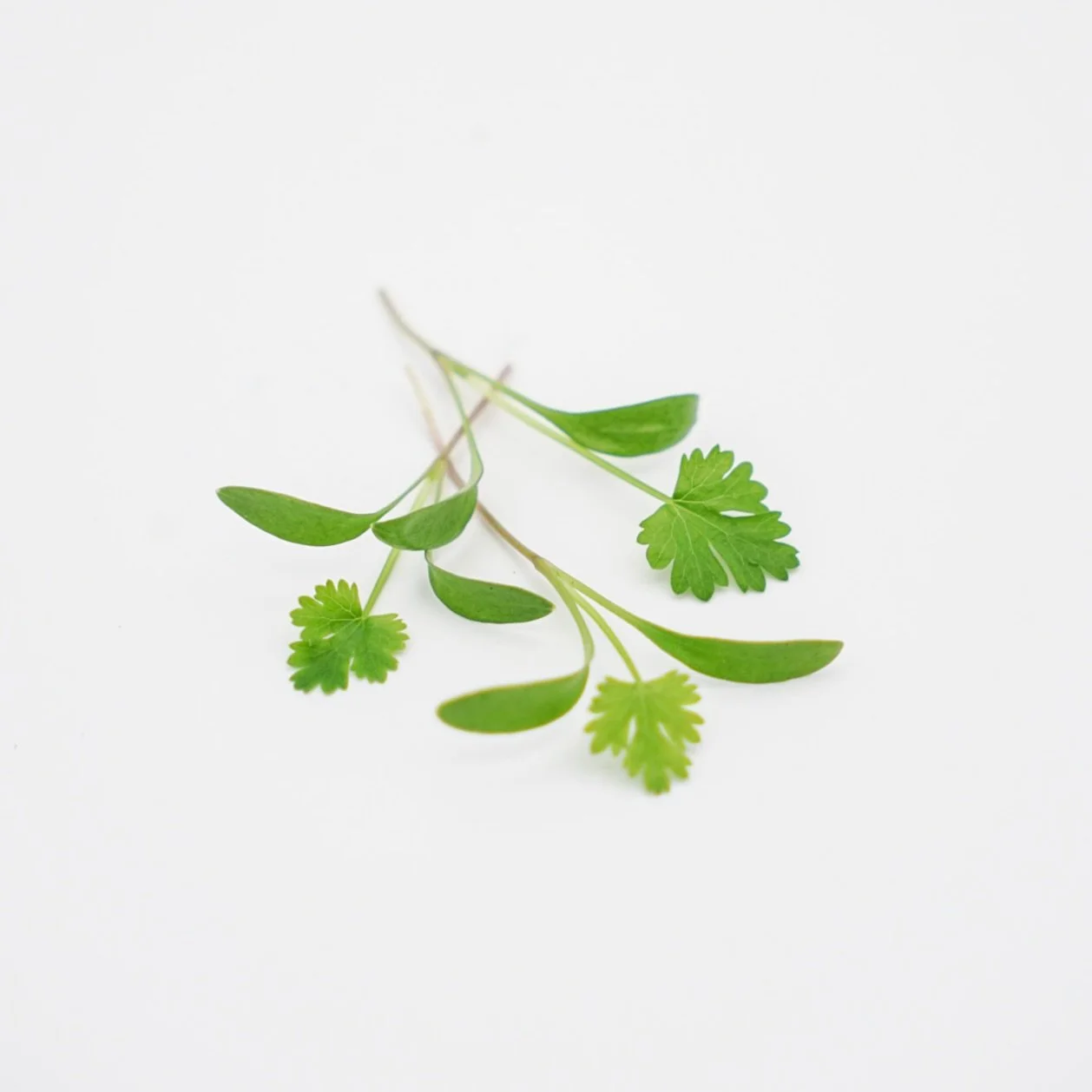 CORIANDRE
Agrume, coriandre