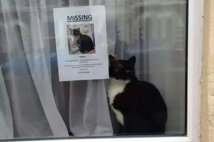 Cosa può insegnarci un gatto smarrito sull’architettura delle informazioni