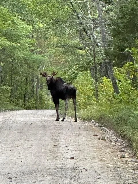"Trevor" by Edward (Leo) Hasbrouck
