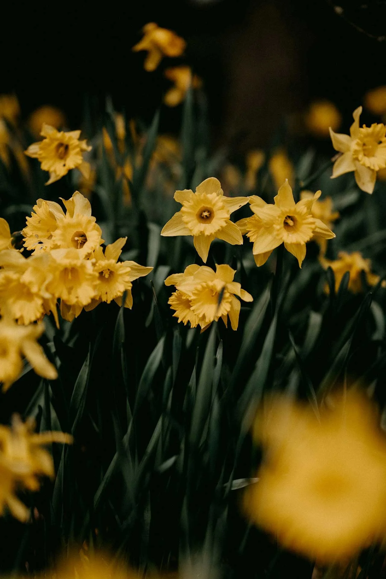 Ostara: A moment of balance and beginnings