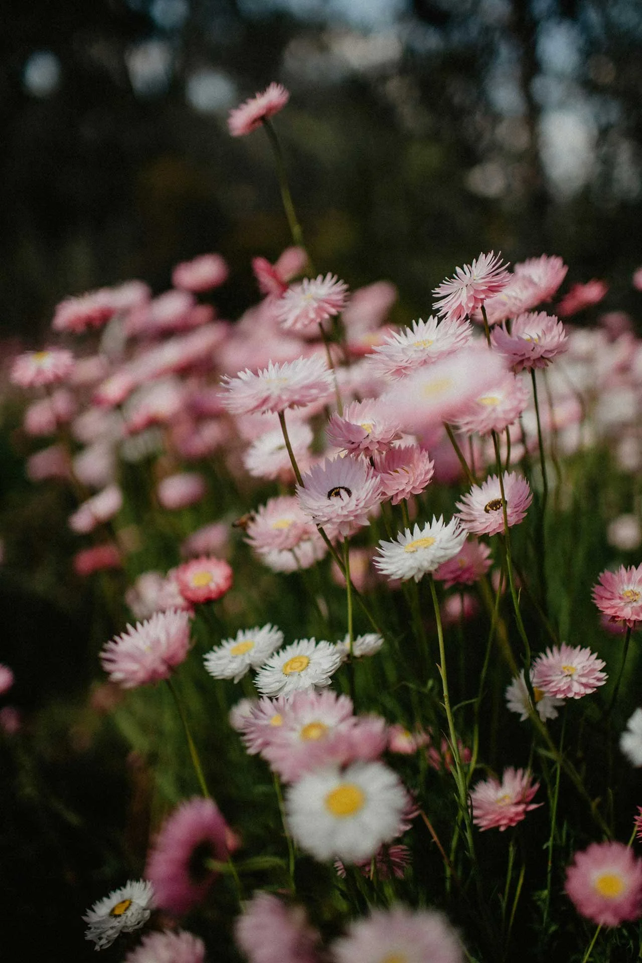Litha: A celebration of light and abundance