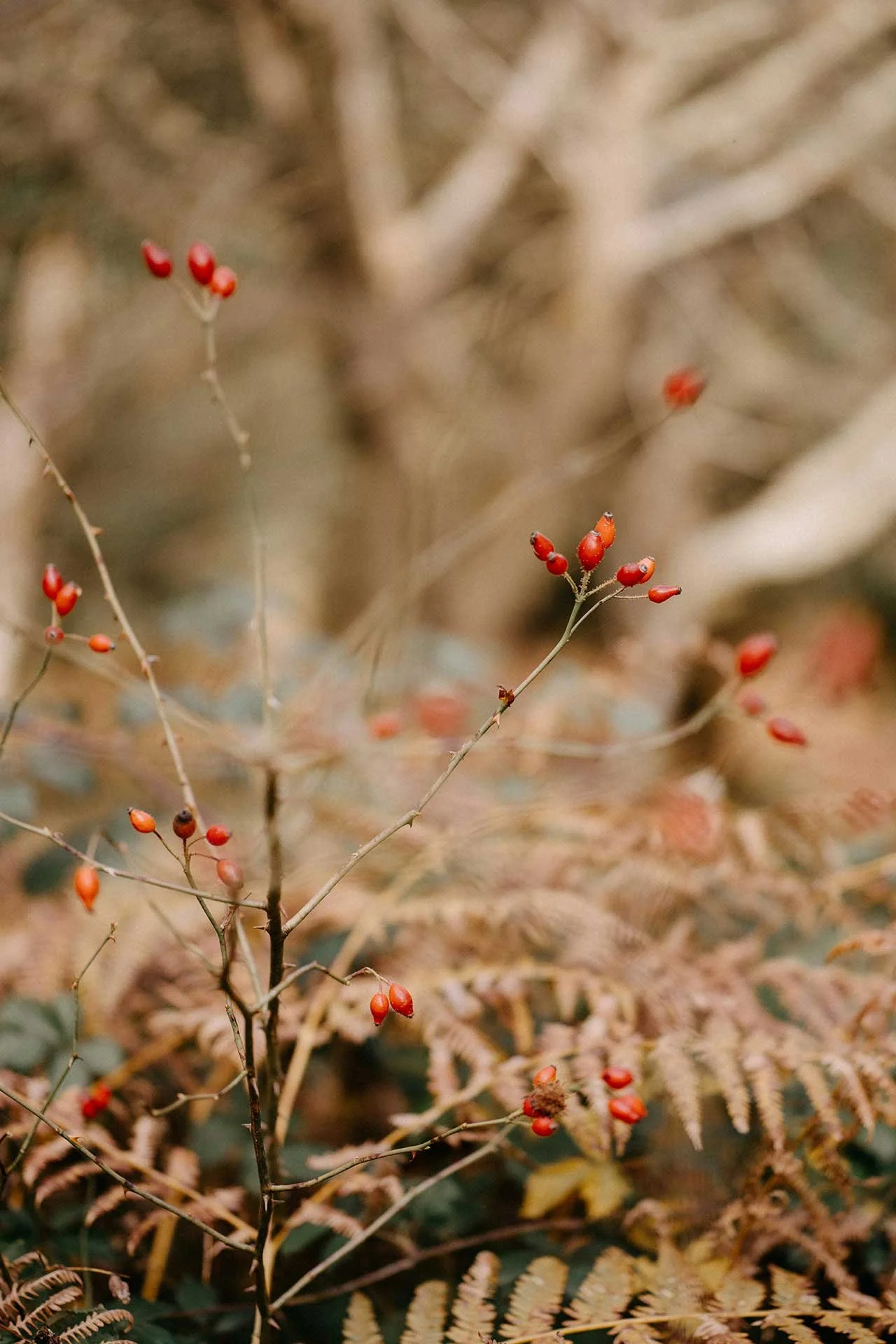 Mabon: A season of balance and reflection