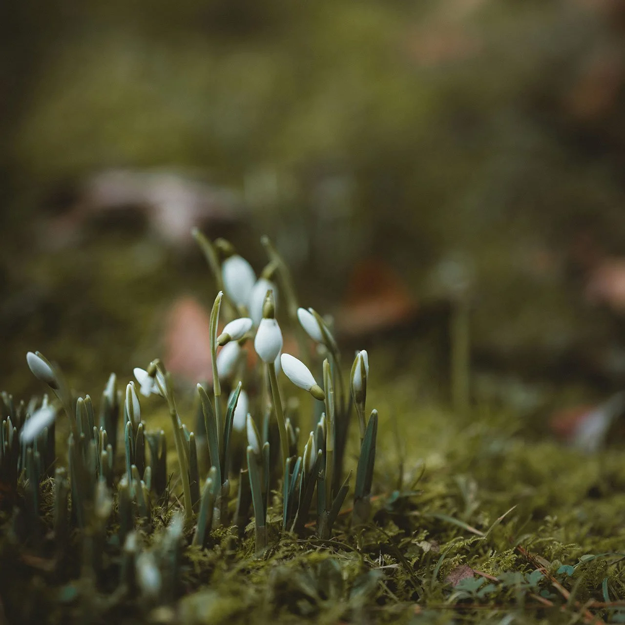 Snowdrops emerging from the ground, an early sign of spring.