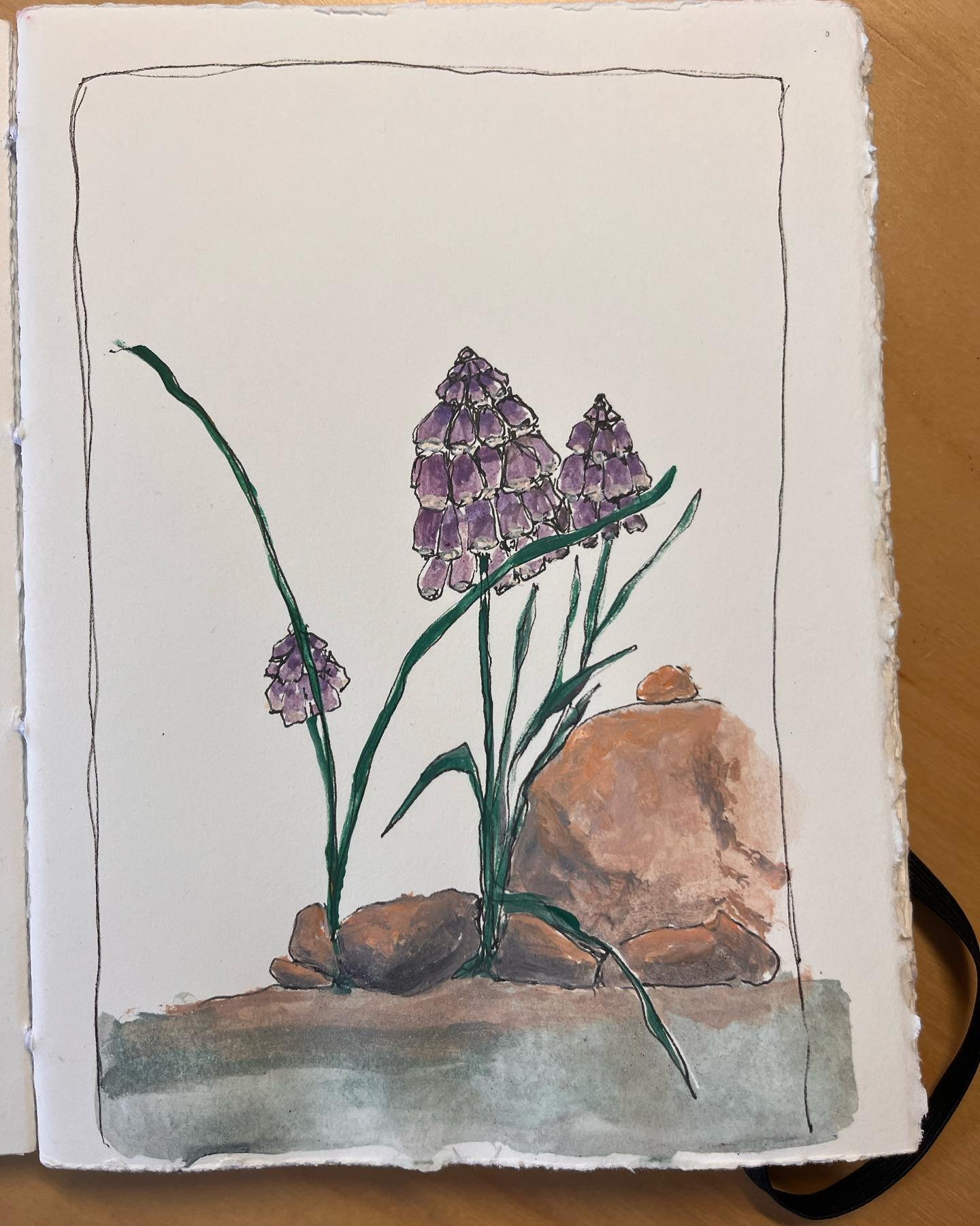Inspired by this wee grape hyacinth growing among the rocks. 

#penandacrylic #springflowers #sketchdaily