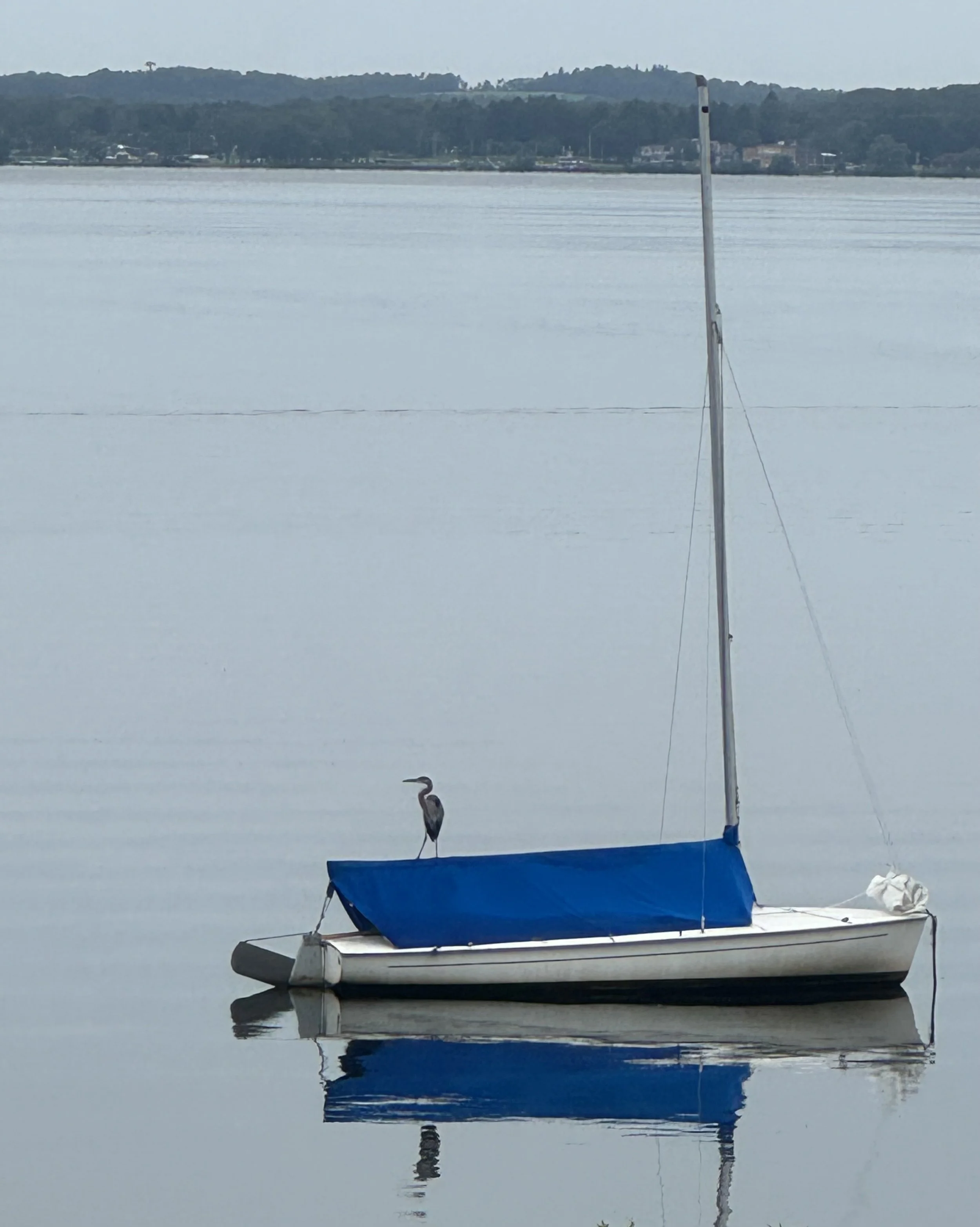 Heron perched on anchored sailboat on lake