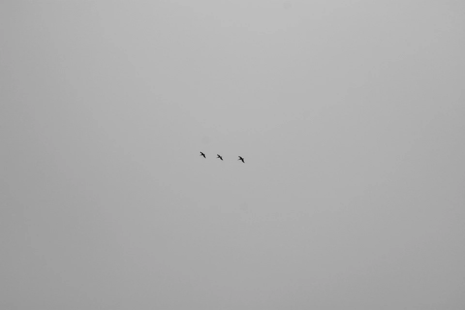 Three birds flying across an overcast sky