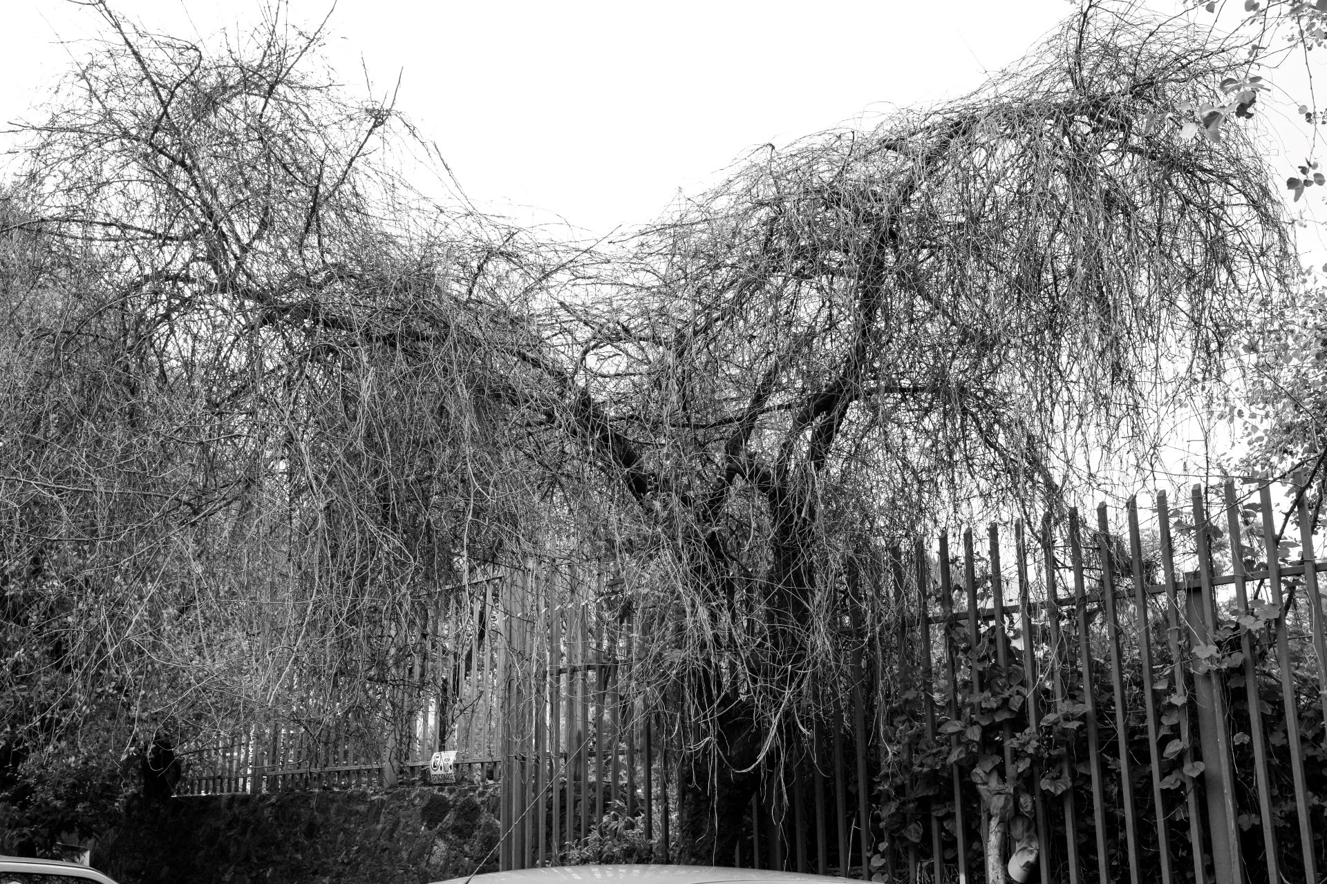 A leafless tree with tangled branches near a metal fence. In the background, there are utility poles and a street sign.