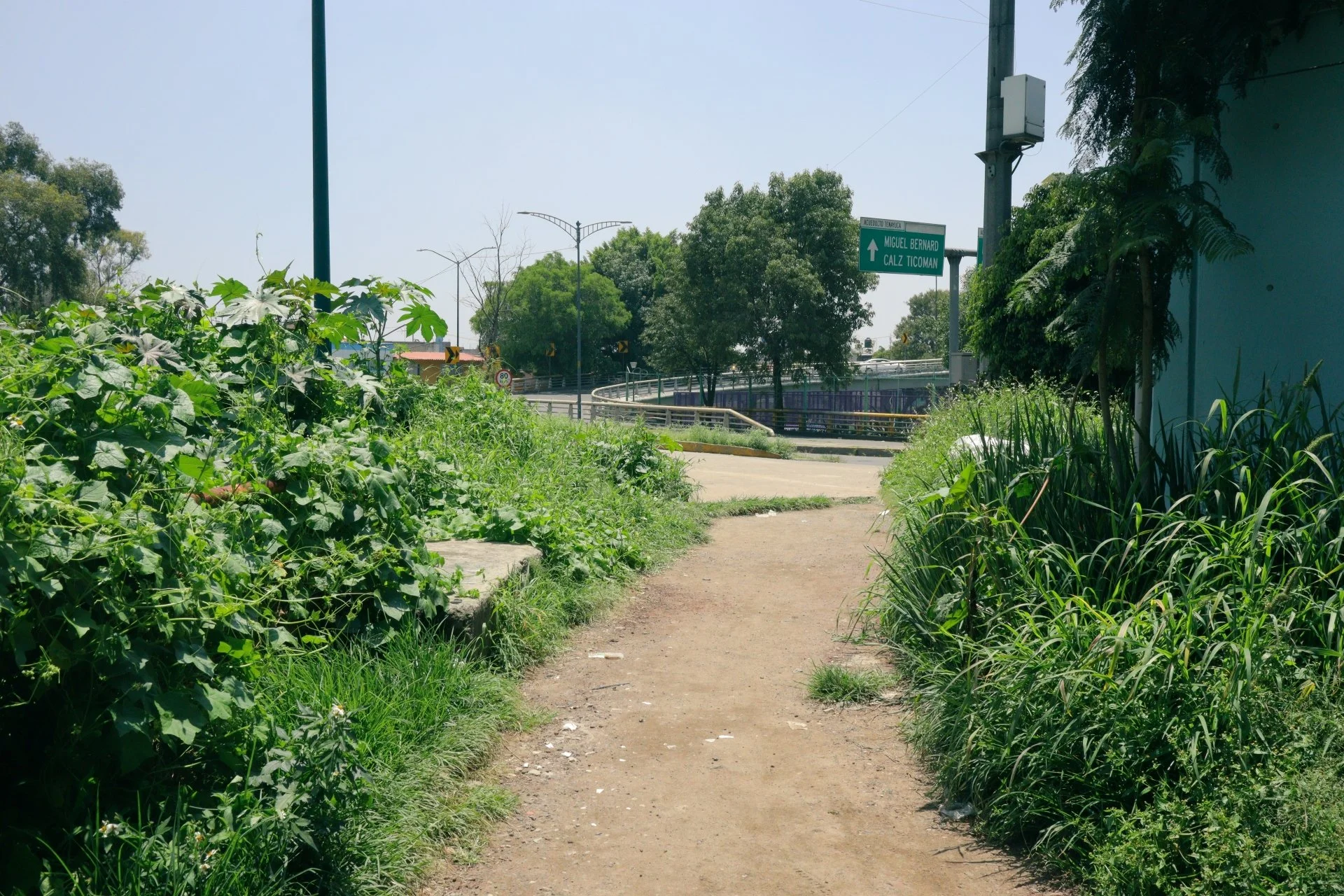 A dirt pathway surrounded by green plants and bushes on both sides, with street signs and trees in the background indicating an urban area.