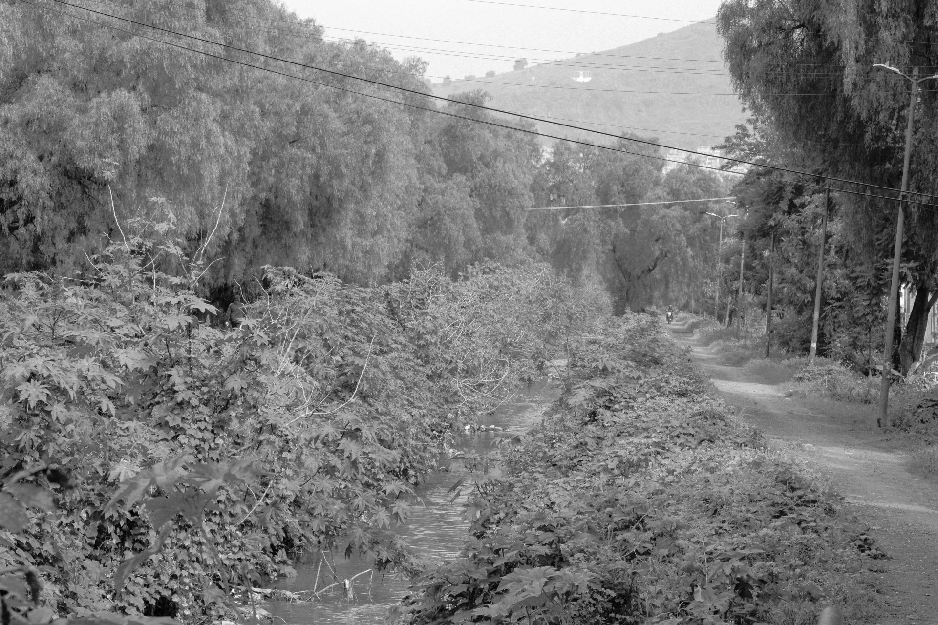 Black and white photo of a peaceful rural scene with a dirt road, dense trees and bushes on the side, utility poles with power lines, and hills in the background with houses.