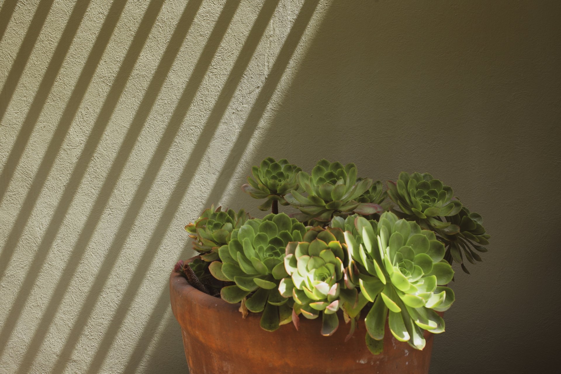A potted succulent plant with green leaves, cast shadow of window blinds on a beige wall.