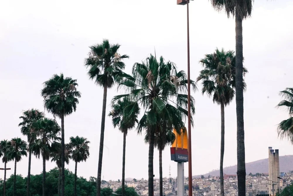 A row of tall palm trees against a cloudy sky in an urban area with a cityscape in the background.