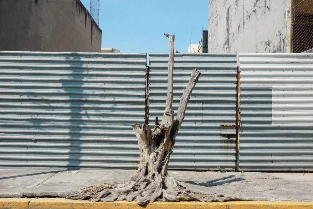 A large, weathered tree trunk with no leaves is located in front of a corrugated metal fence, casting a shadow on the fence.