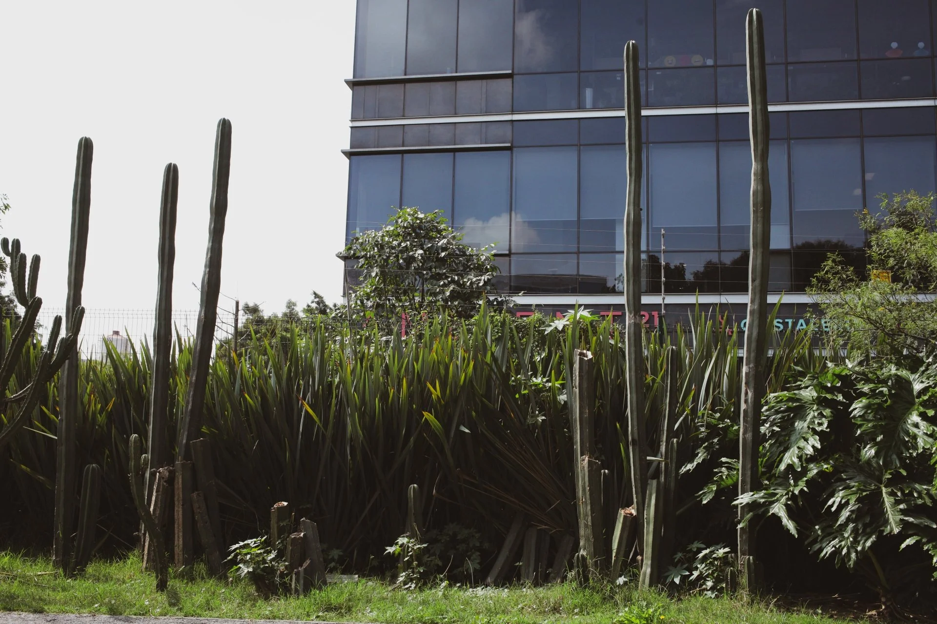 Tall cacti and green plants in front of a modern glass building with reflected sky and clouds.