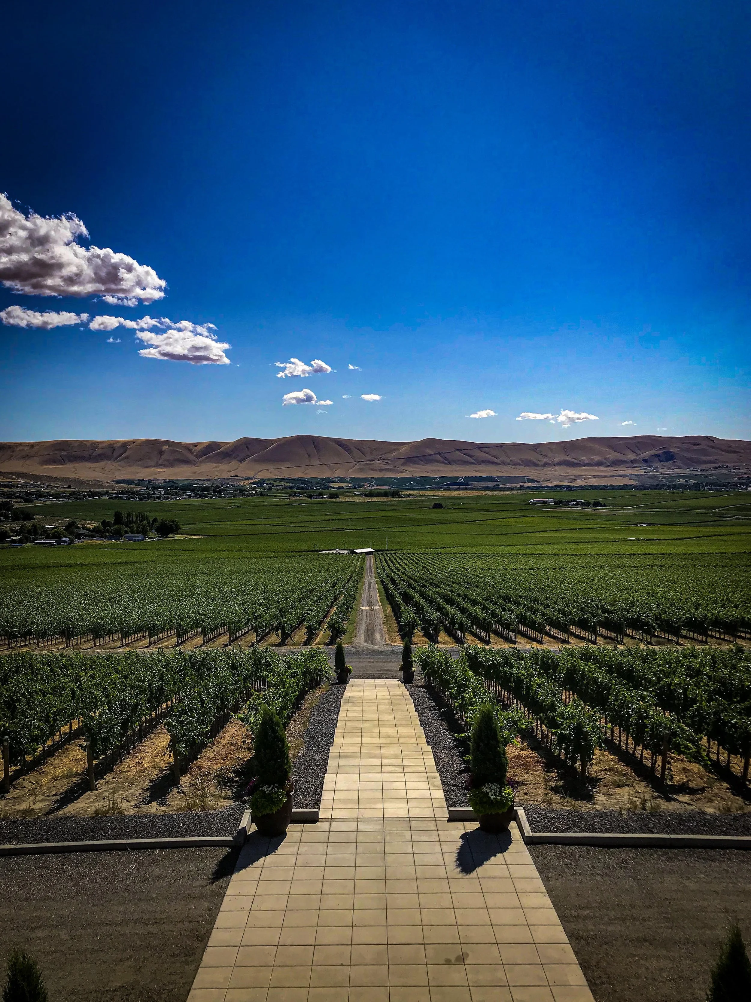 Vineyard with rows of grapevines under a blue sky with scattered clouds, mountains in the background, and a paved walkway lined with potted plants leading into the vineyard.