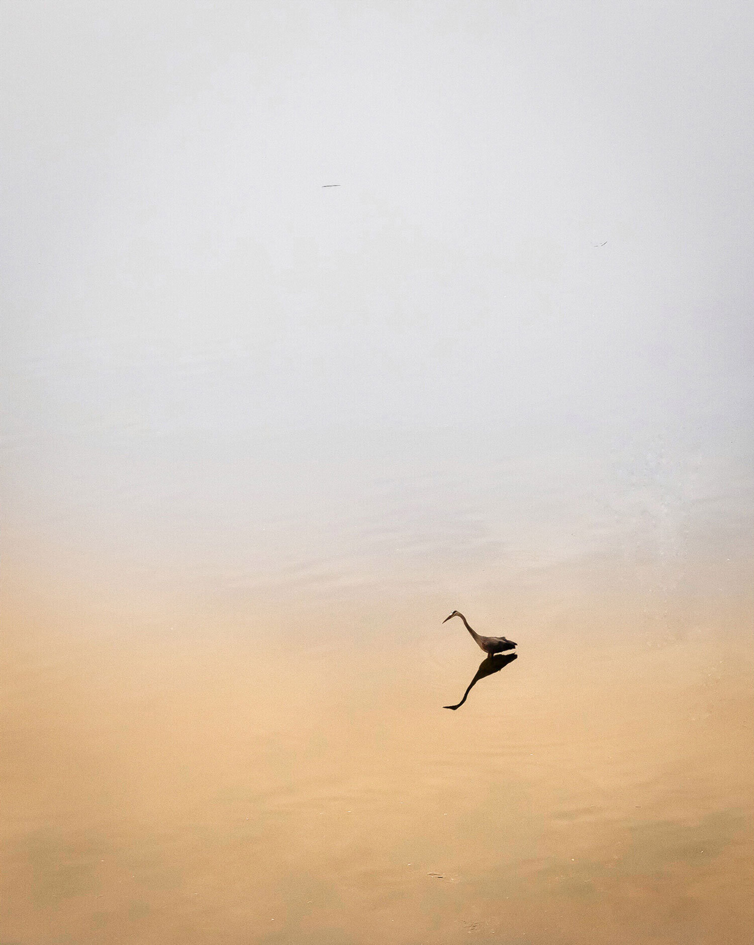 Heron from above.