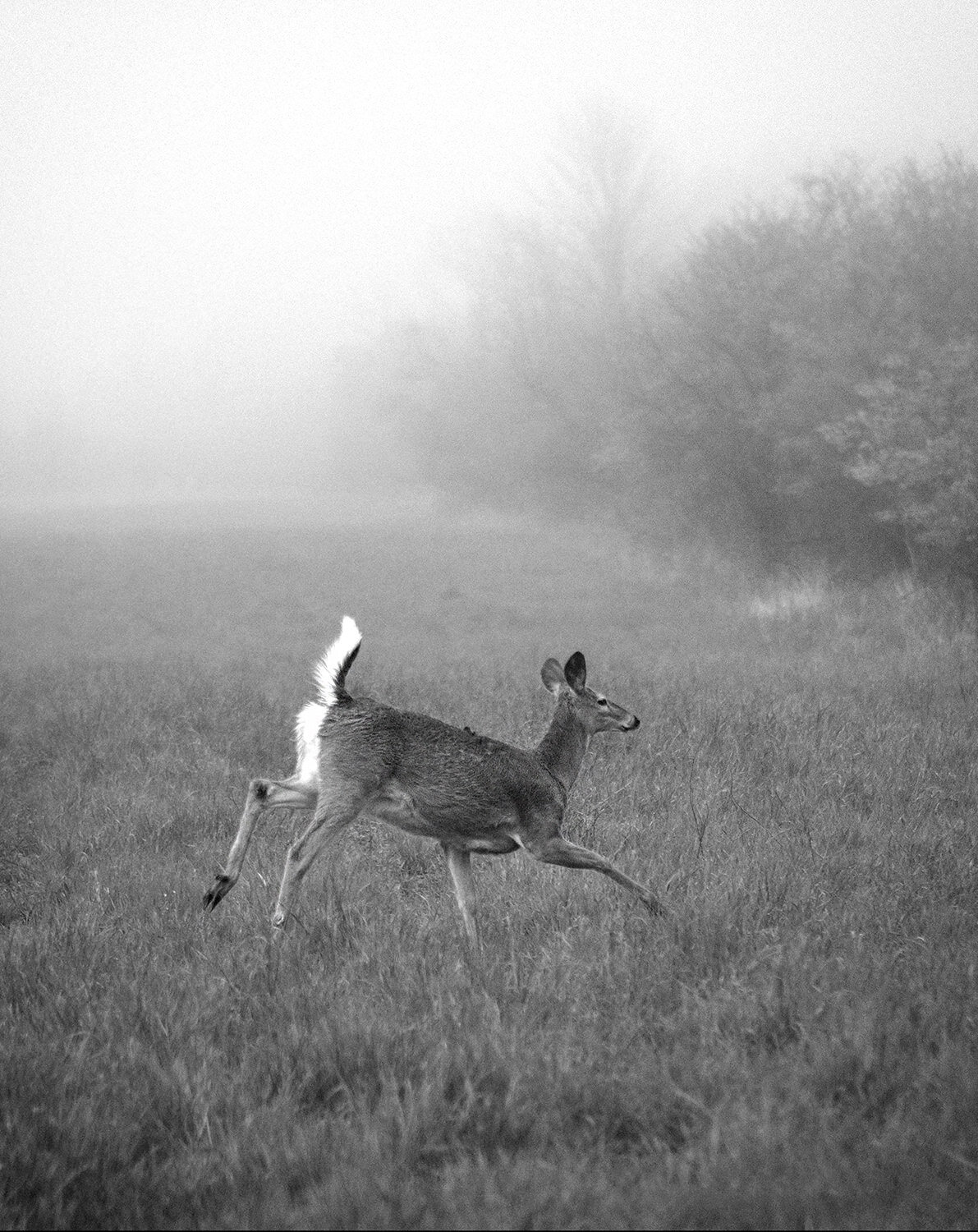 Running deer.