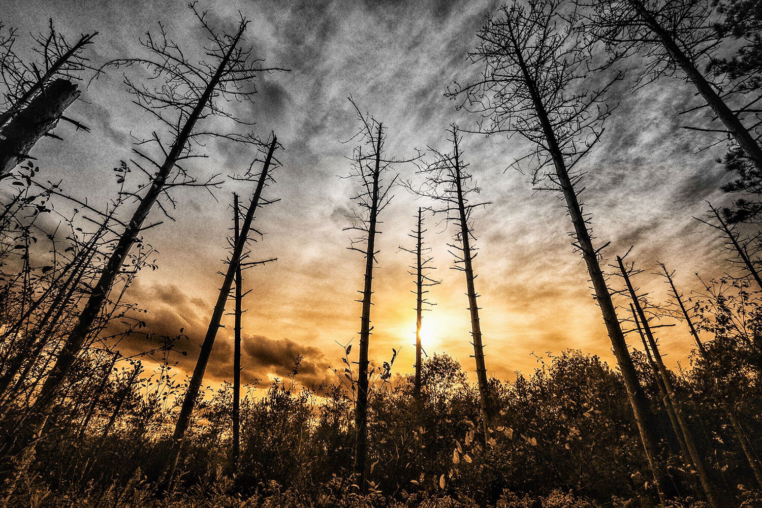 Dead pines at sunset. Uxbridge.