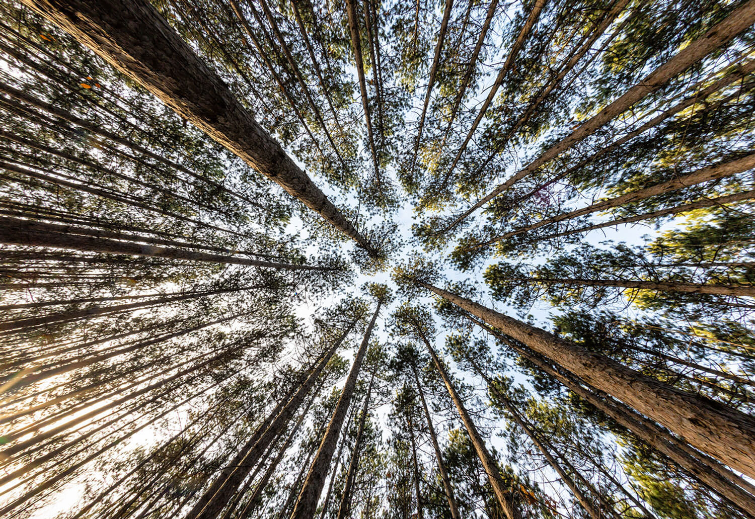 Treetops. North of Toronto.