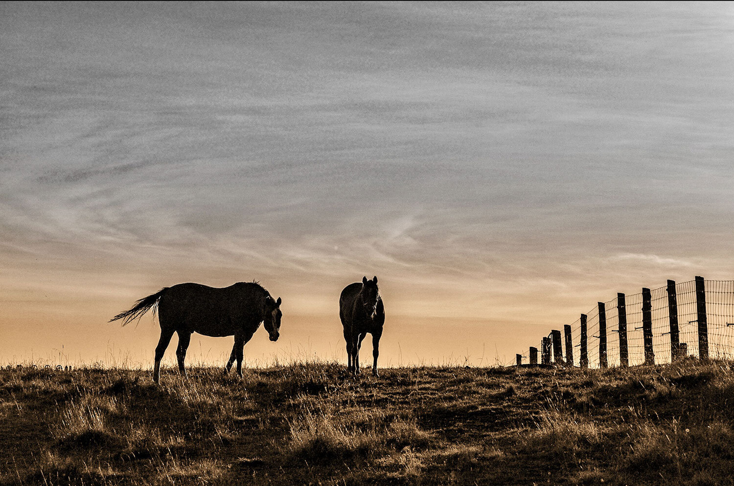 Horses. north east of Toronto.