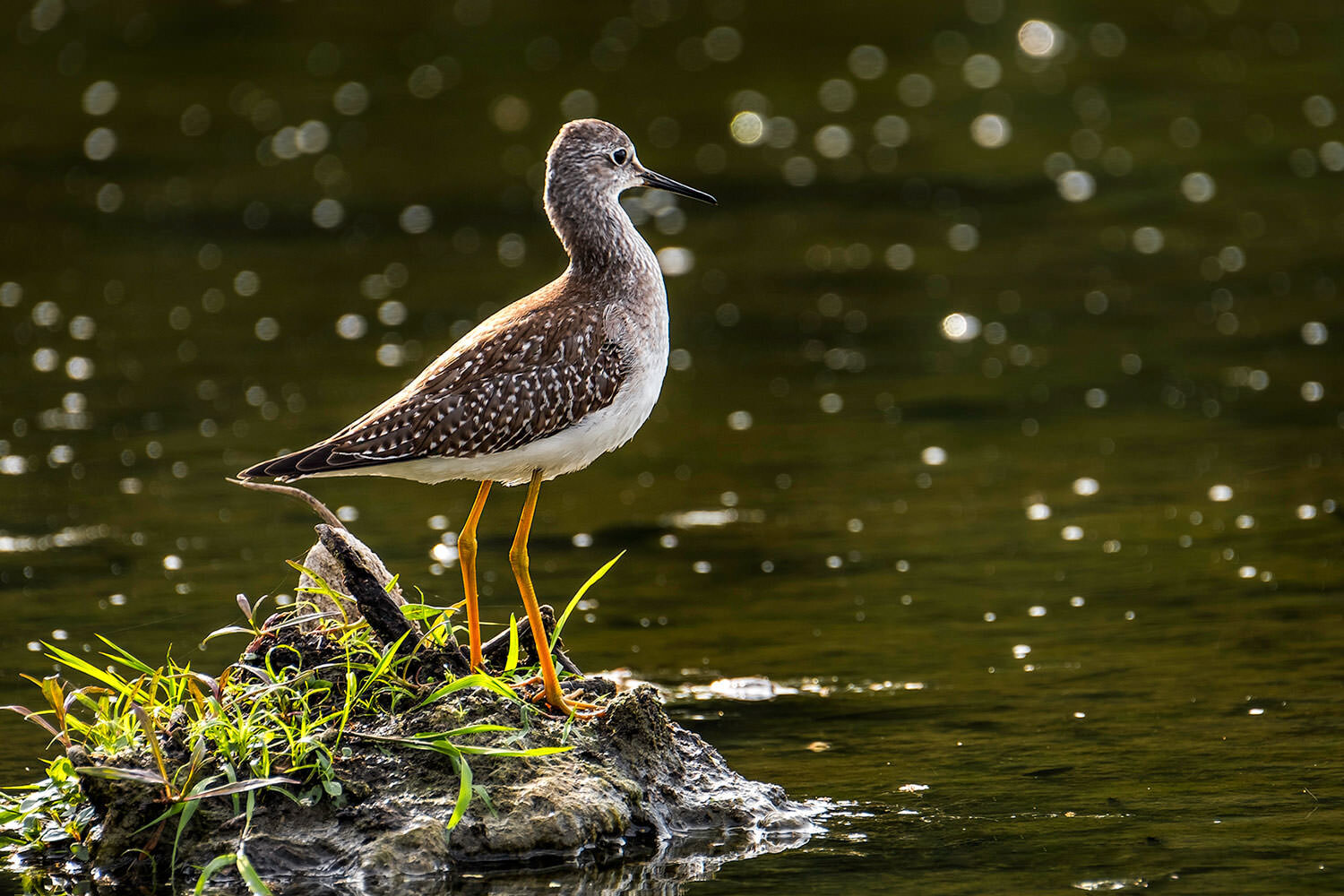 Lesser yellowlegs #2.