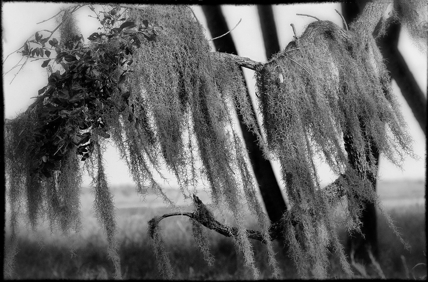 Moss in the breeze.