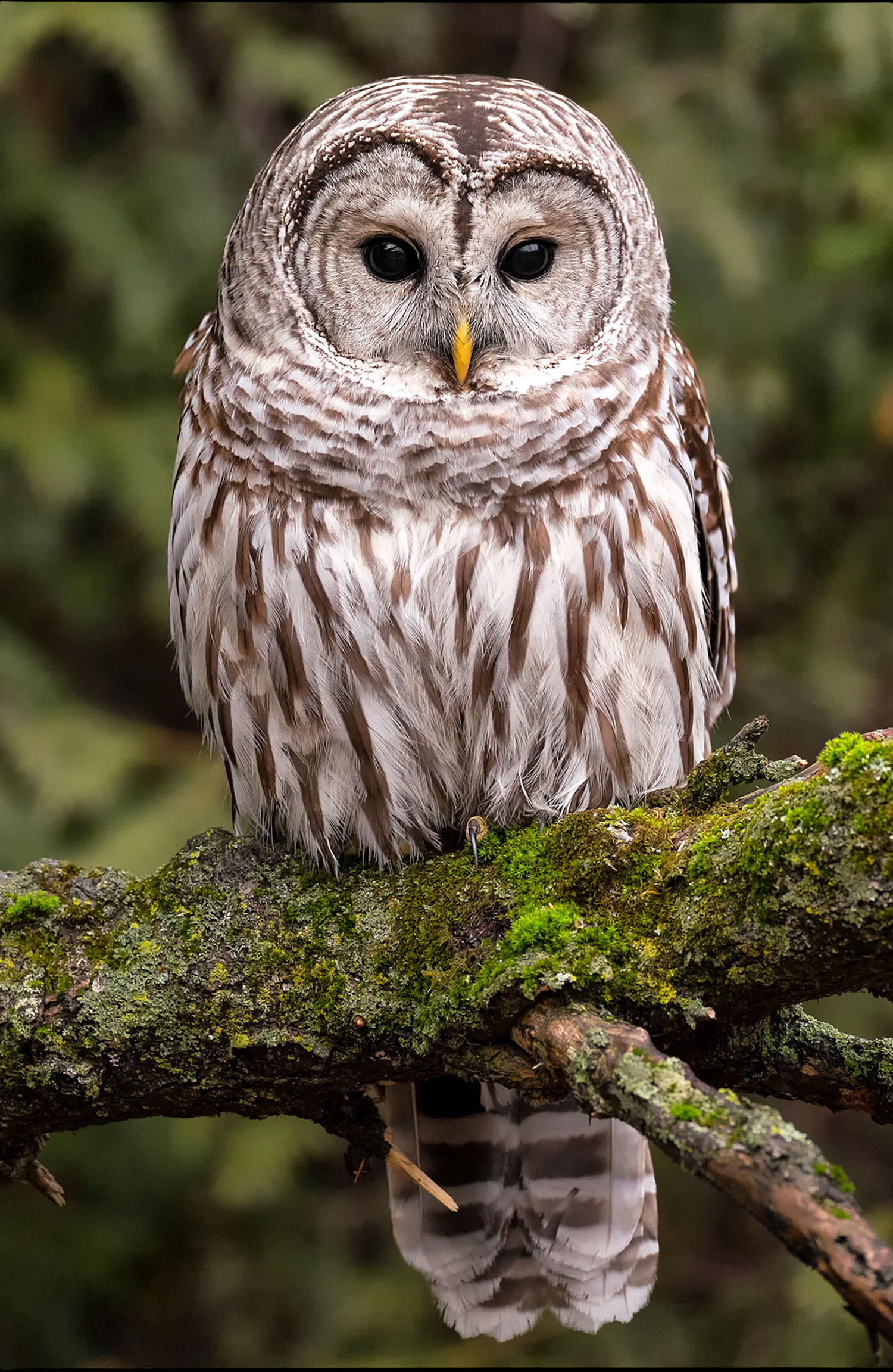 Barred owl in lush surroundings.