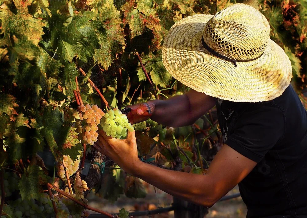 Troon Vineyard & Biodynamic/ Regenerative Agriculture