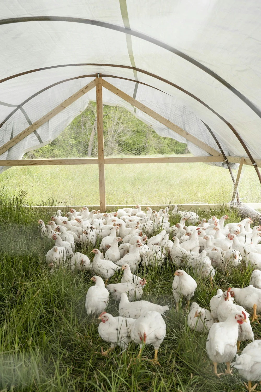 What is Regenerative Chicken Farming? 