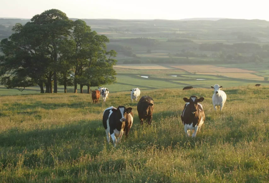 Highland Cattle - Higher Ground Herbs and Homestead