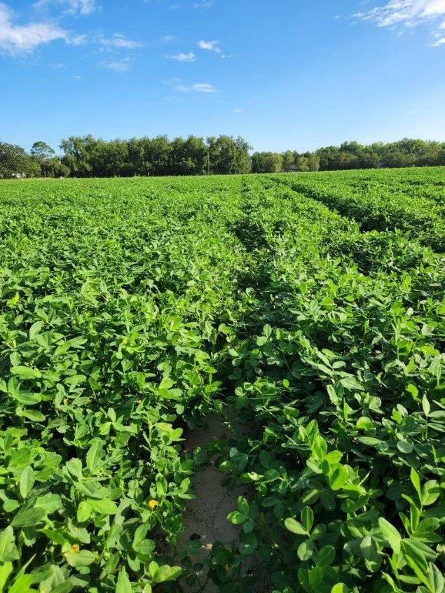 Green soybean plants growing in rows in a farm under a blue sky with some clouds.