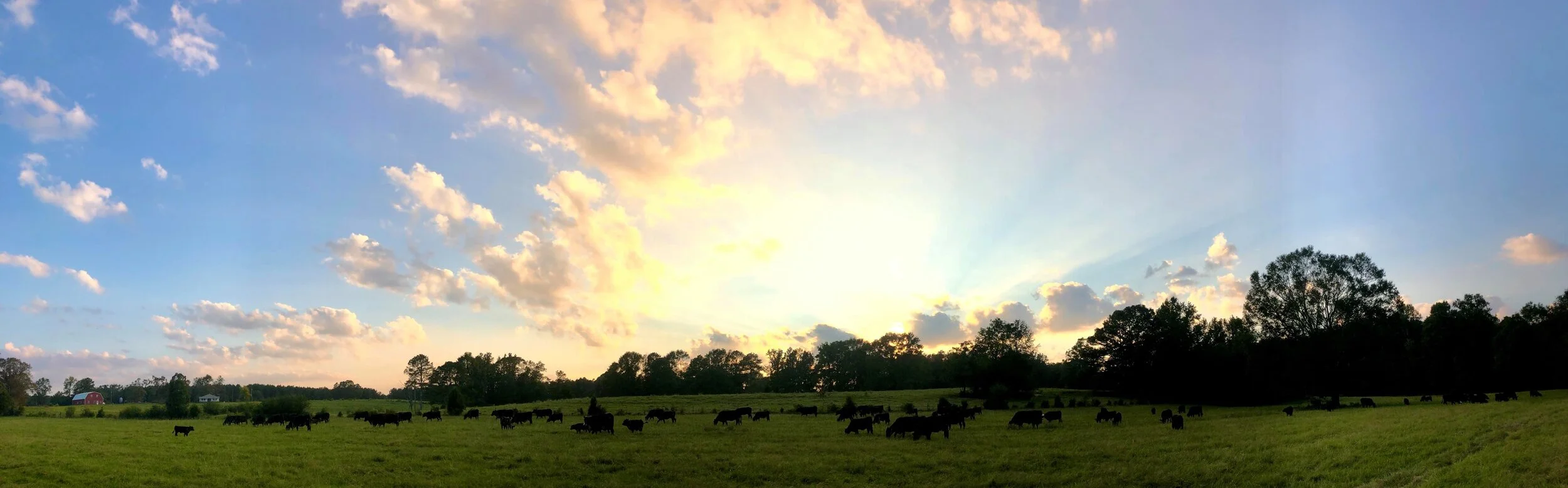 Persimmon Ridge Family Farm photo 10