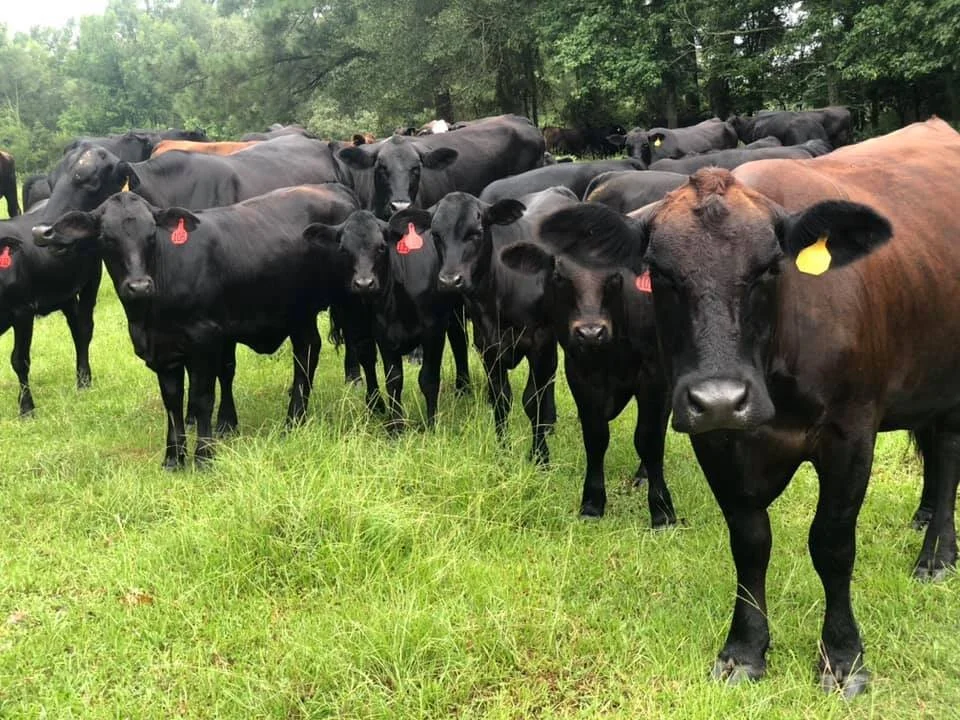Persimmon Ridge Family Farm photo 3