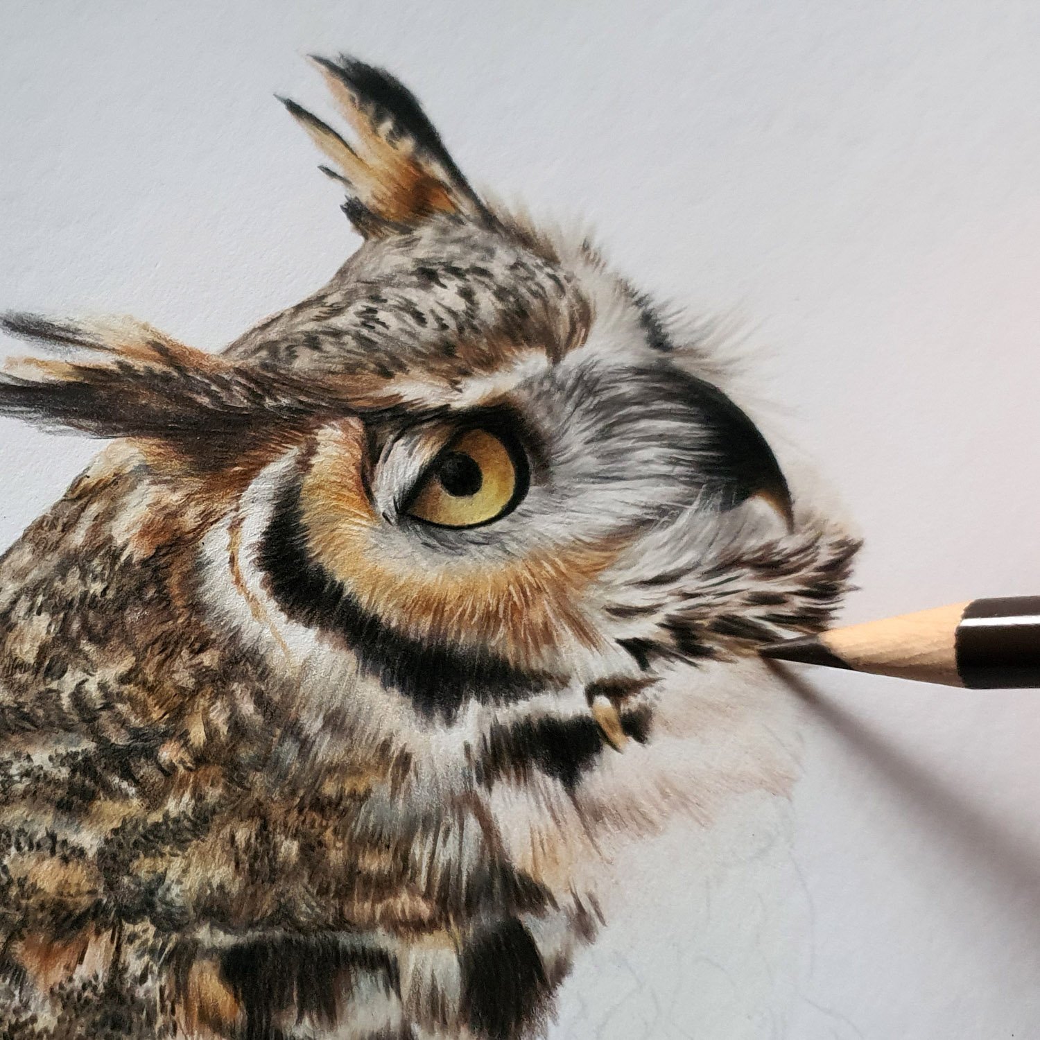 Great Horned Owl — Natalie Eslick