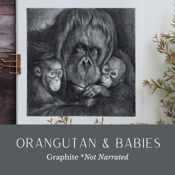 HR Orangutan graphite Dec24.png