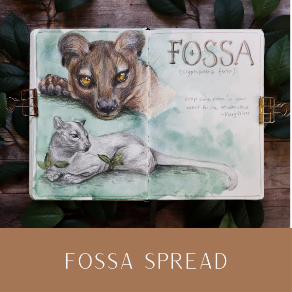 WP Fossa Spread Feb26.2.png