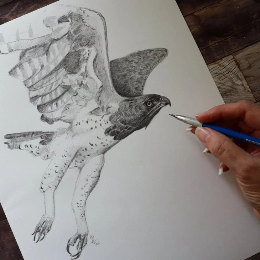 Martial Eagle Sketch