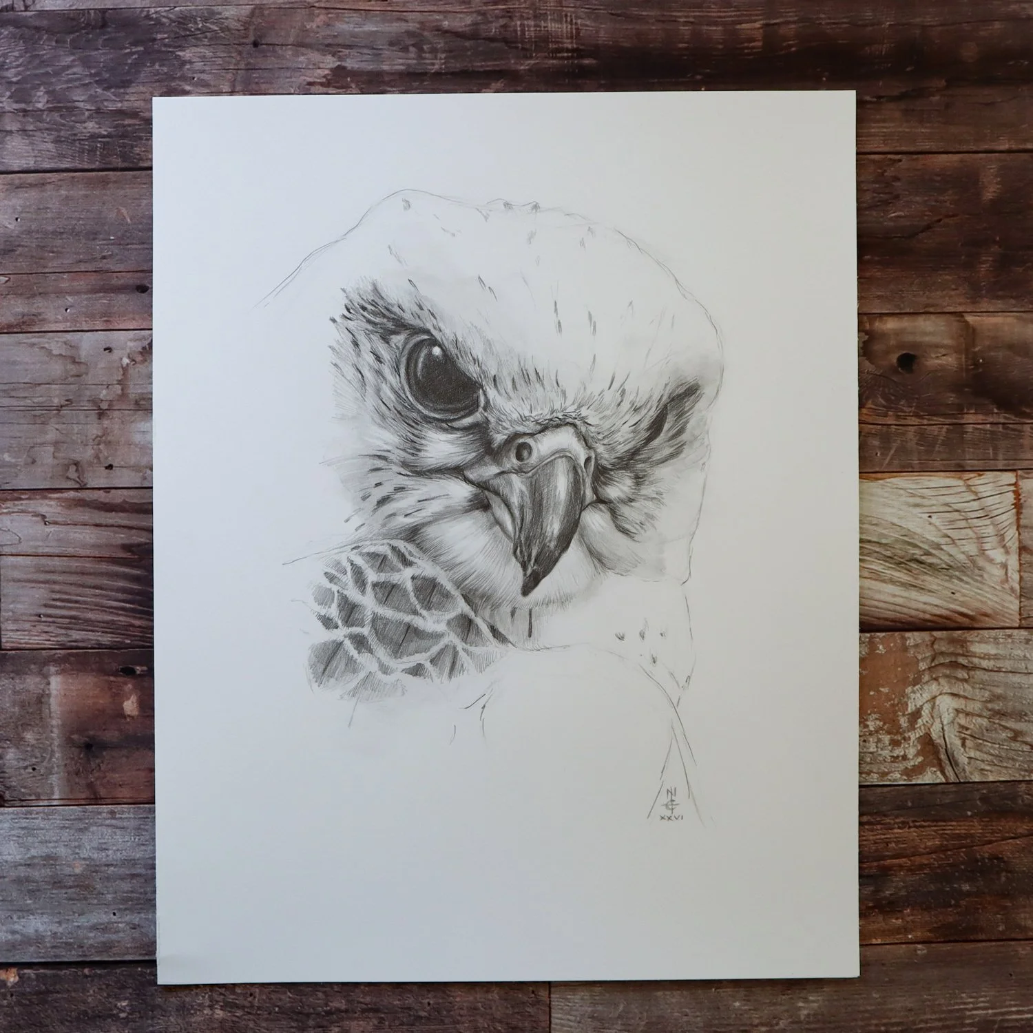 Australian Artist Natalie Eslick Gyrfalcon-4319.jpg