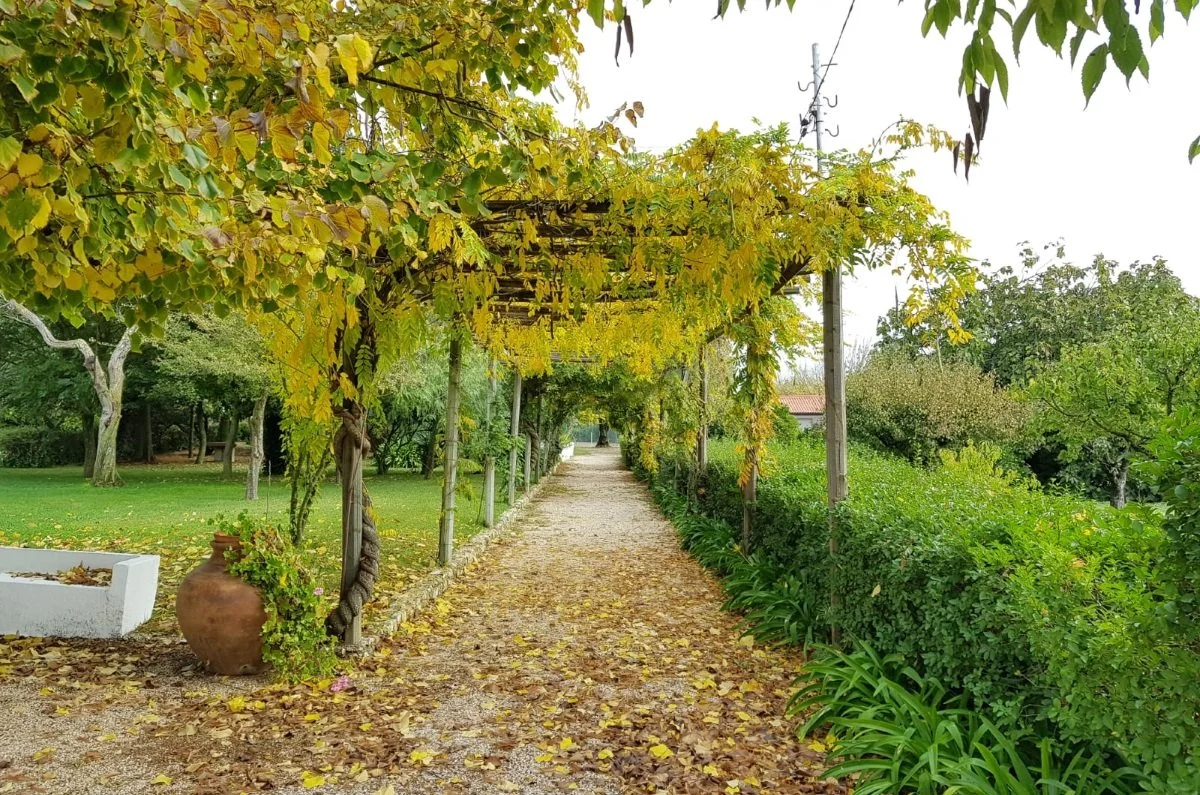 Pergola outono.jpg