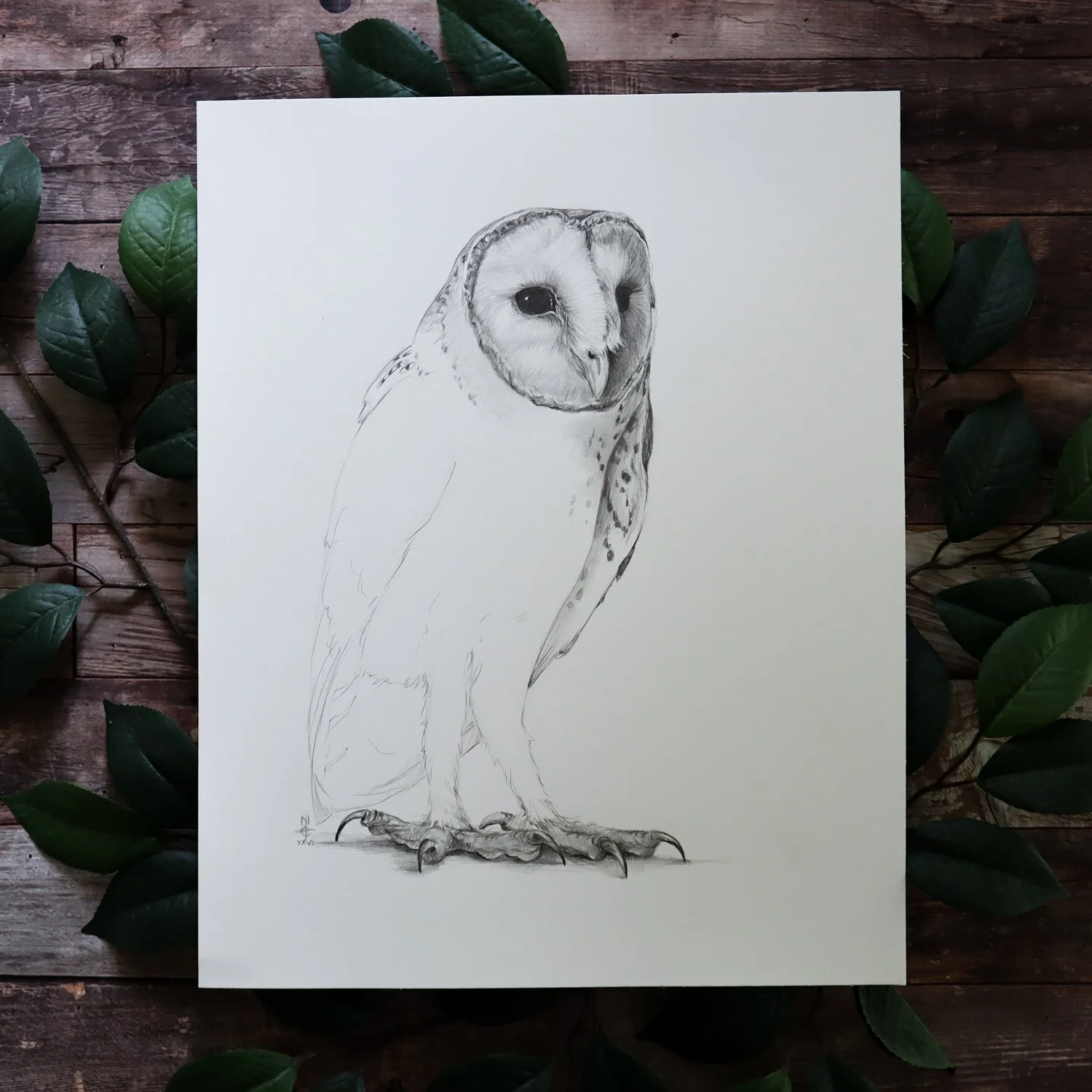 Australian Artist Natalie Eslick Eastern Barn Owl-4519.jpg