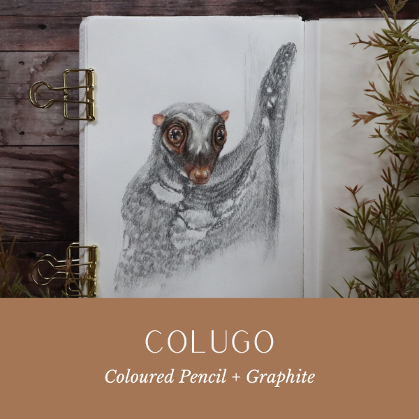 Colugo.png