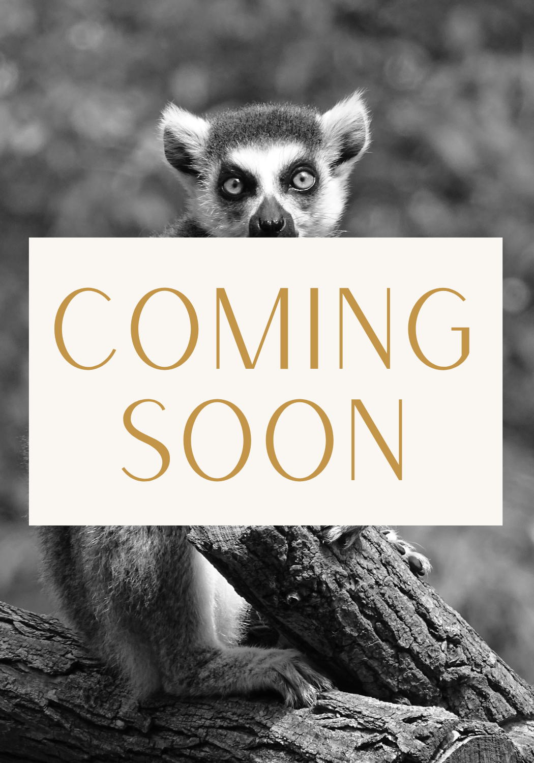 Lemur.png