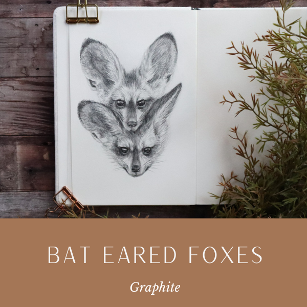 Bat Eared Foxes.png